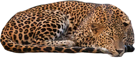 Leopard Picture Transparent PNG Image