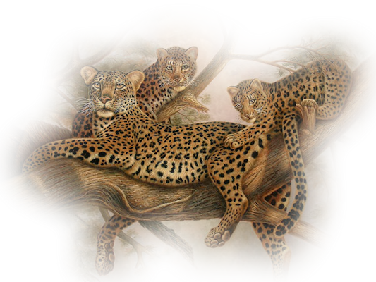 Leopard Transparent PNG Image