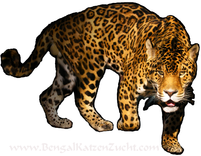 Leopard Transparent Image Transparent PNG Image