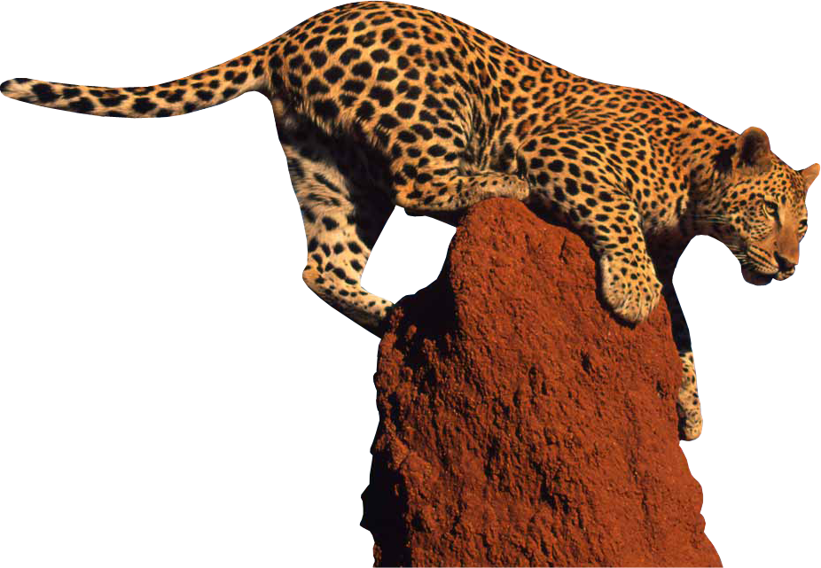 Leopard Clipart Transparent PNG Image