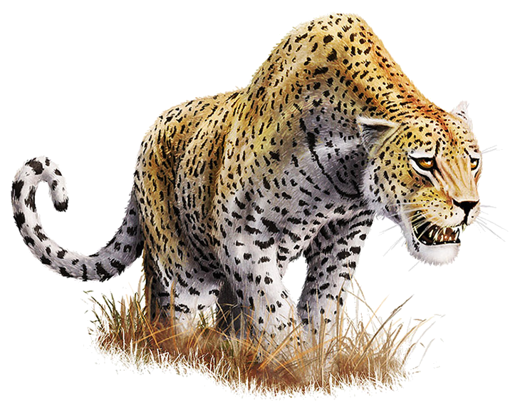 Leopard Transparent Background Transparent PNG Image