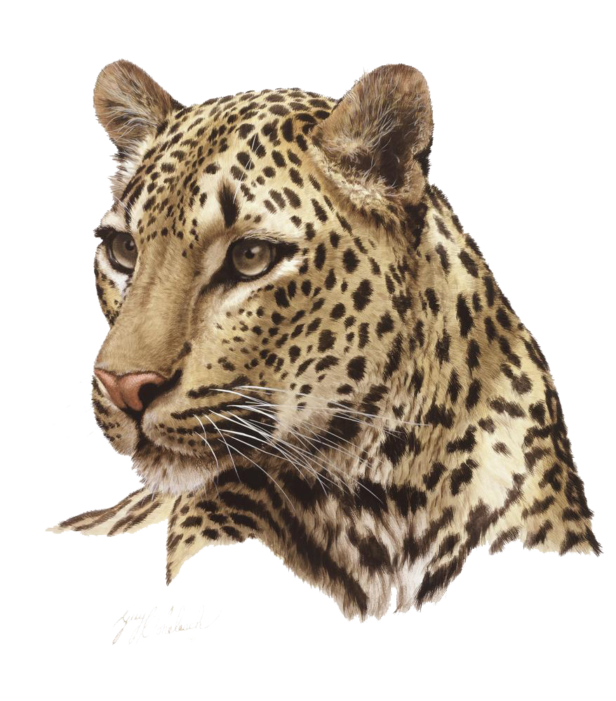 Leopard Photos Transparent PNG Image