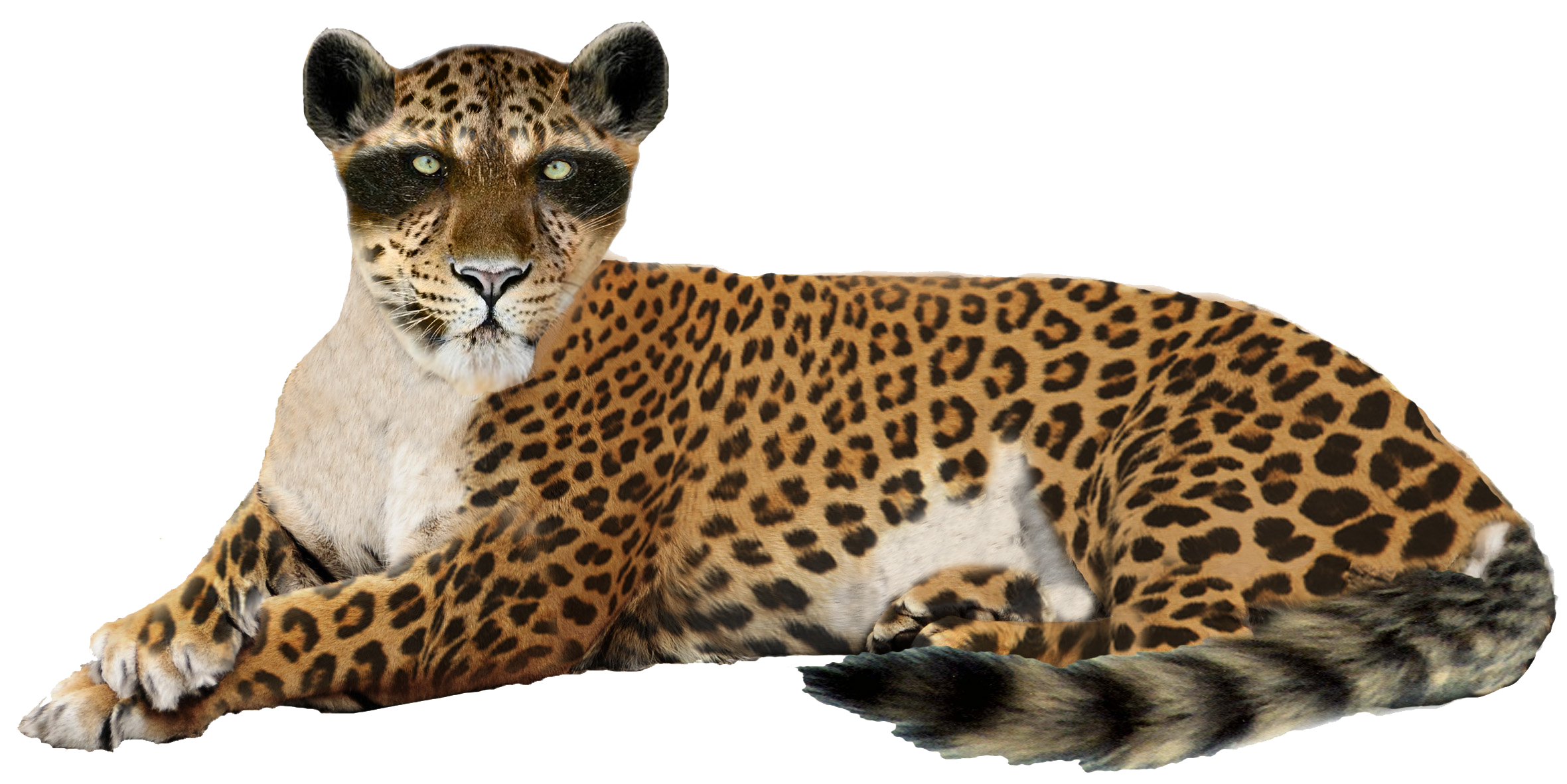 Leopard Image Transparent PNG Image