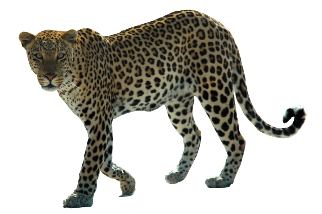 Leopard Png Hd Transparent PNG Image