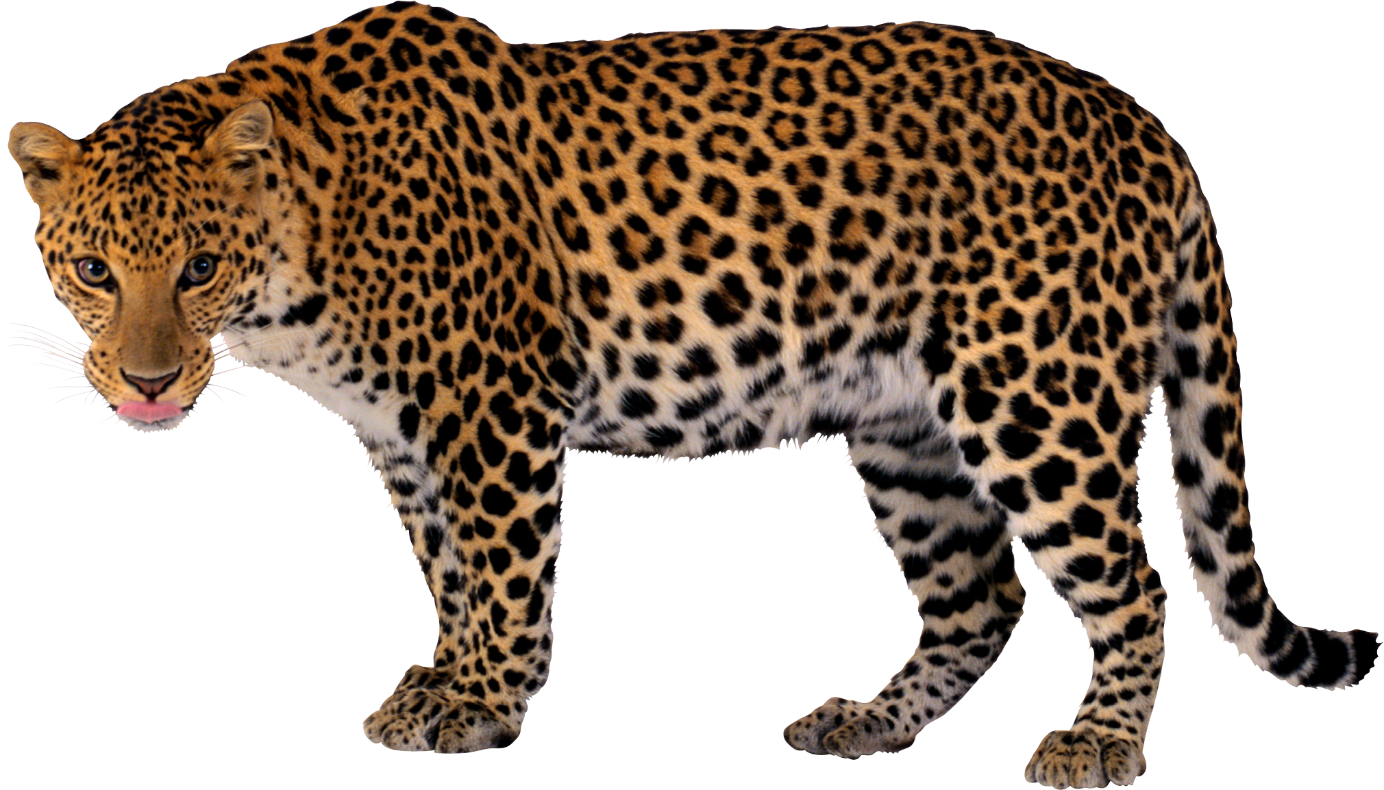 Leopard Picture Transparent PNG Image