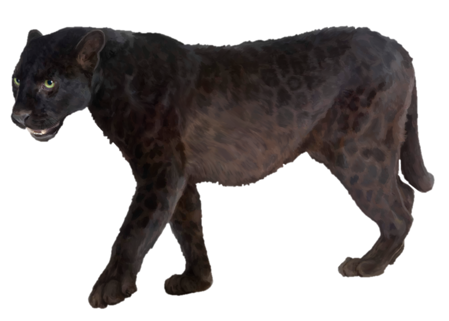 Jaguar Panther Photography Leopard Black Stock Transparent PNG Image