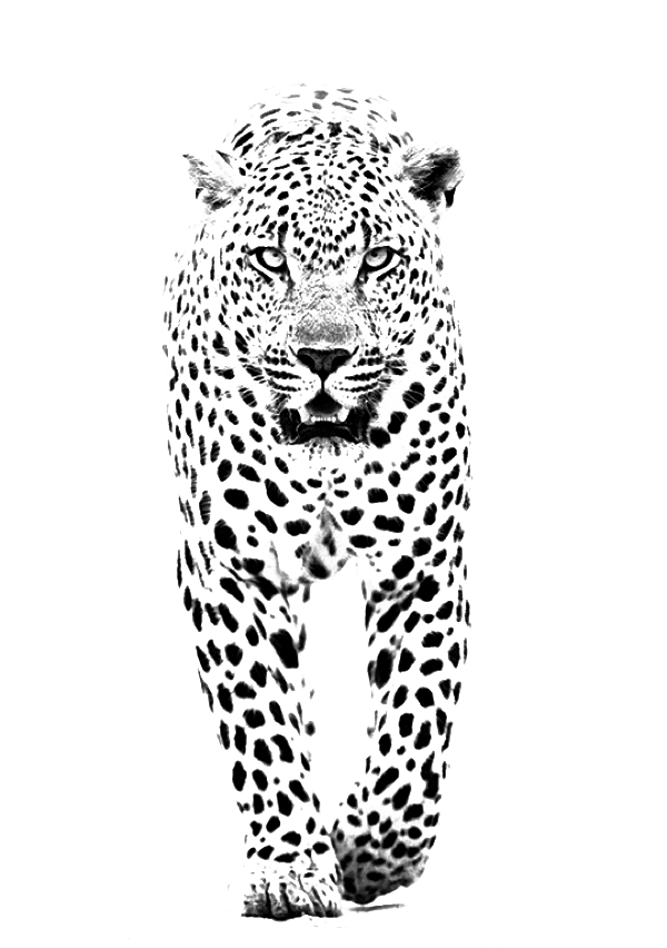 And Jaguar Panther Leopard Tiger Lion Black Transparent PNG Image