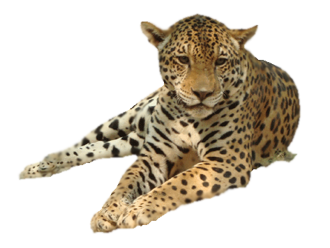 Leopard Png Image Transparent PNG Image