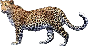 Leopard Png Picture Transparent PNG Image