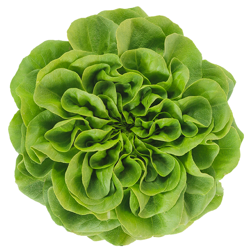 Lettuce Butterhead Photos Free Photo Transparent PNG Image