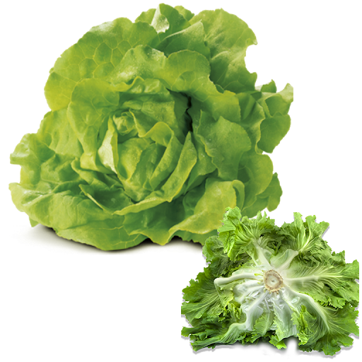 Lettuce Butterhead Free Clipart HQ Transparent PNG Image