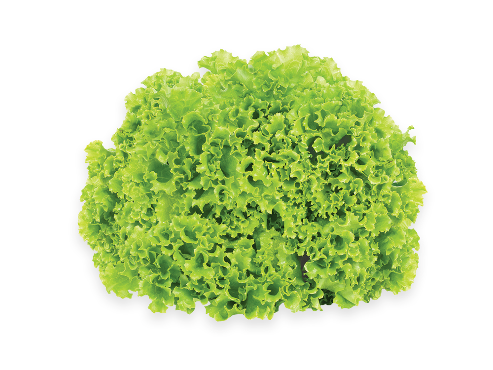 Fresh Butterhead Lettuce Free Clipart HQ Transparent PNG Image