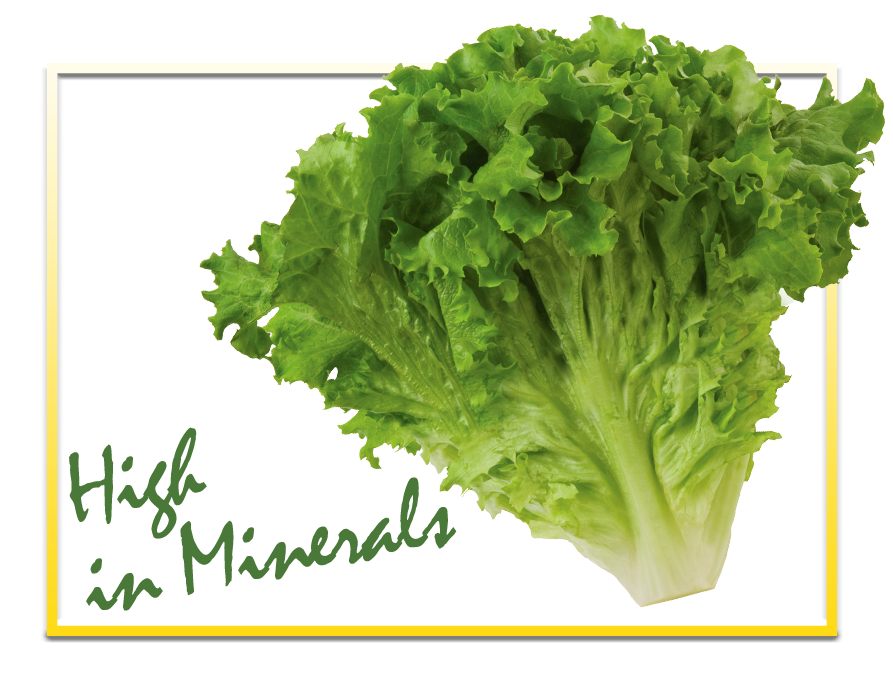 Fresh Butterhead Lettuce PNG Image High Quality Transparent PNG Image