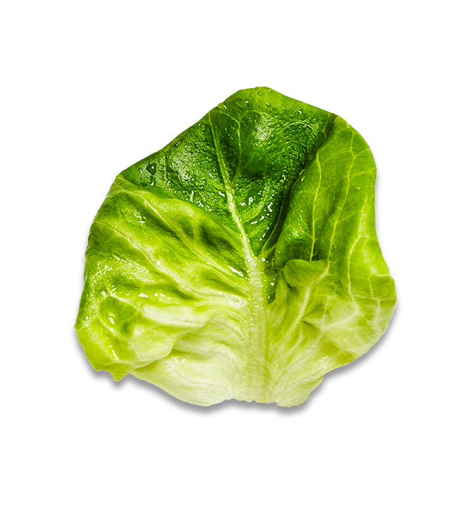 Lettuce Green Butterhead Download HD Transparent PNG Image