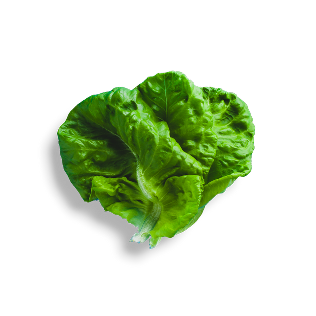 Lettuce Green Butterhead Photos PNG Image High Quality Transparent PNG Image