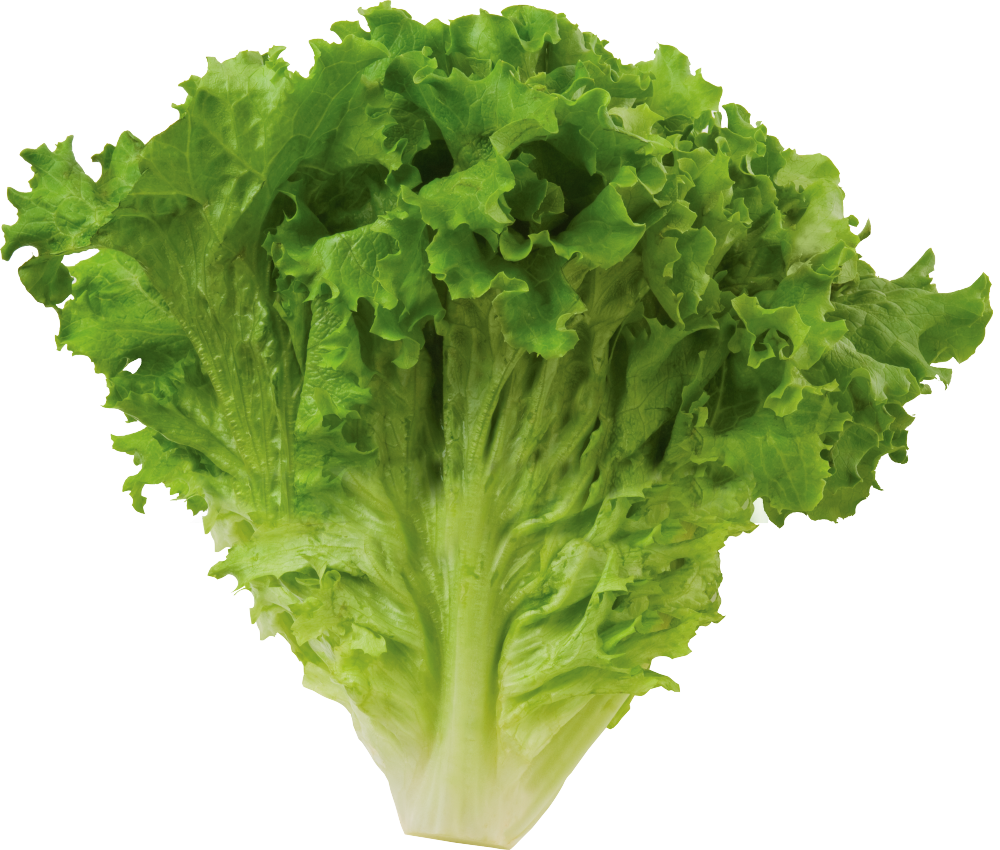 Lettuce Green Butterhead PNG Free Photo Transparent PNG Image