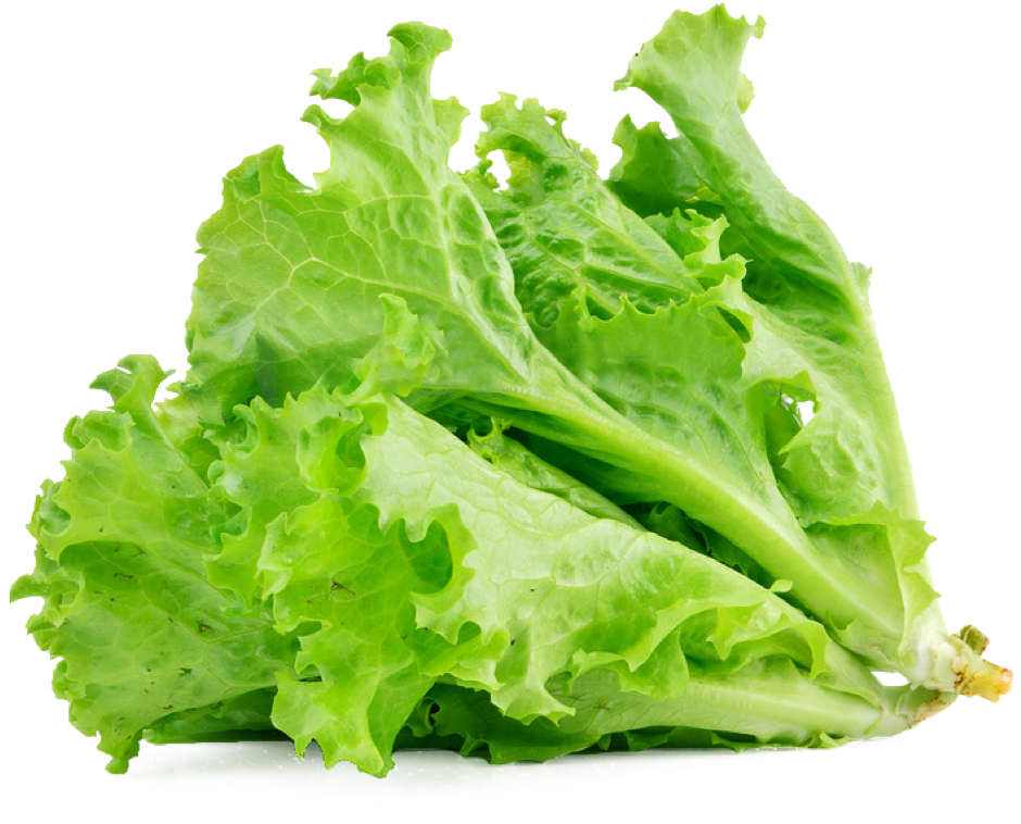 Lettuce Organic Butterhead Download Free Image Transparent PNG Image