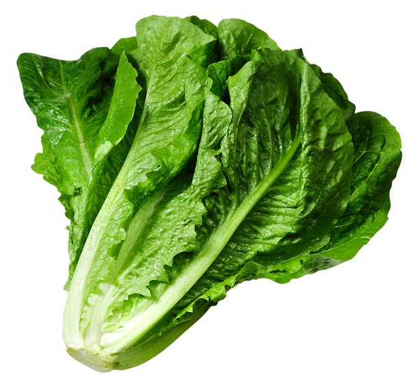 Lettuce Organic Butterhead Free Clipart HQ Transparent PNG Image