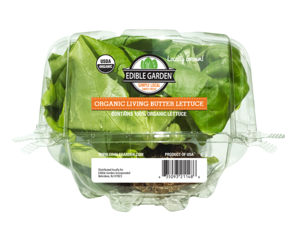 Lettuce Organic Butterhead Photos HQ Image Free Transparent PNG Image