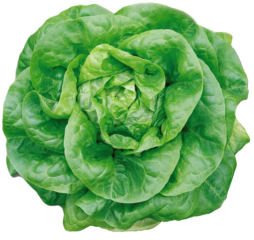 Lettuce Green Butterhead PNG Free Photo Transparent PNG Image