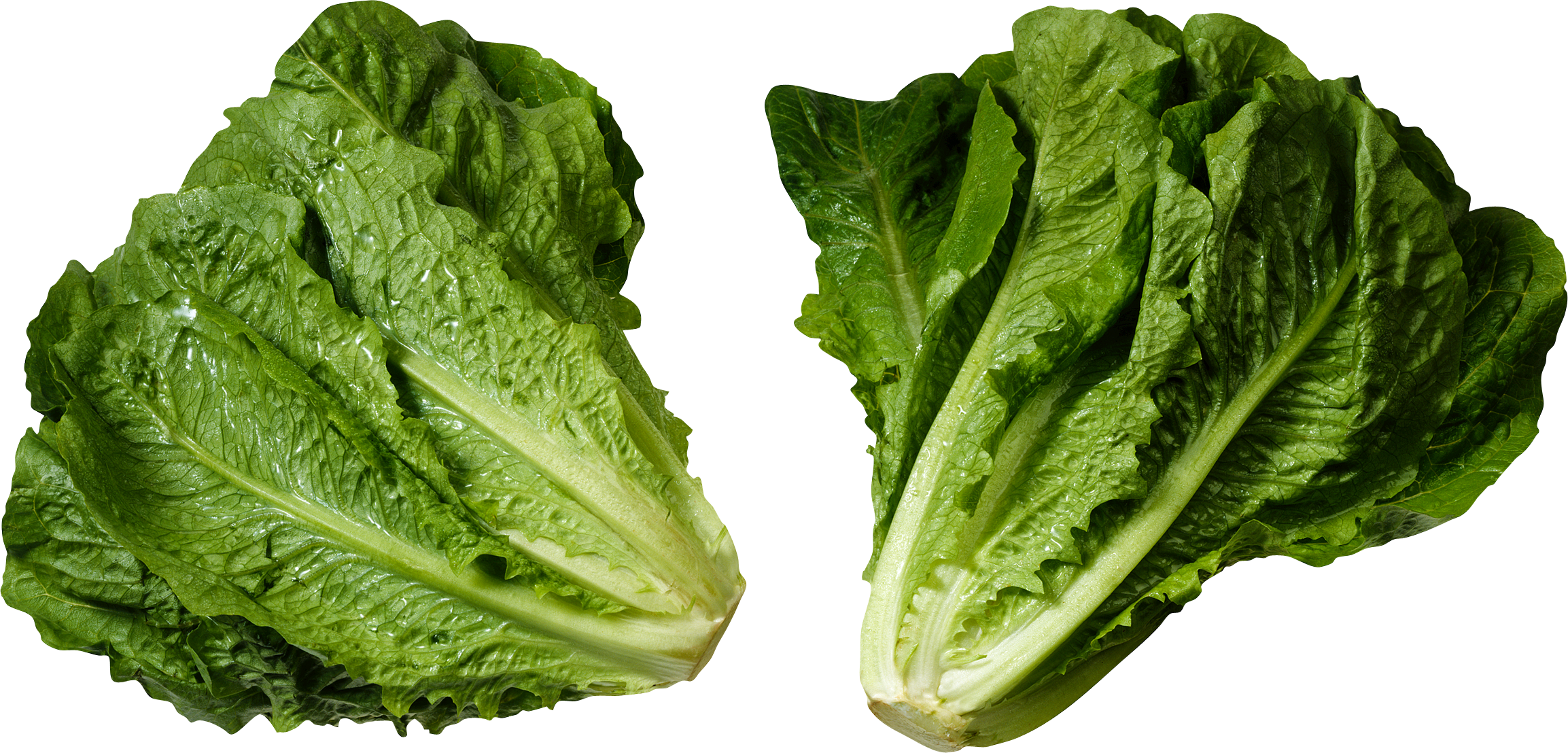 Lettuce Green Butterhead Download HQ Transparent PNG Image