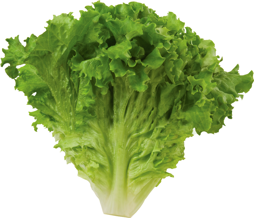 Lettuce Green Butterhead Download HD Transparent PNG Image