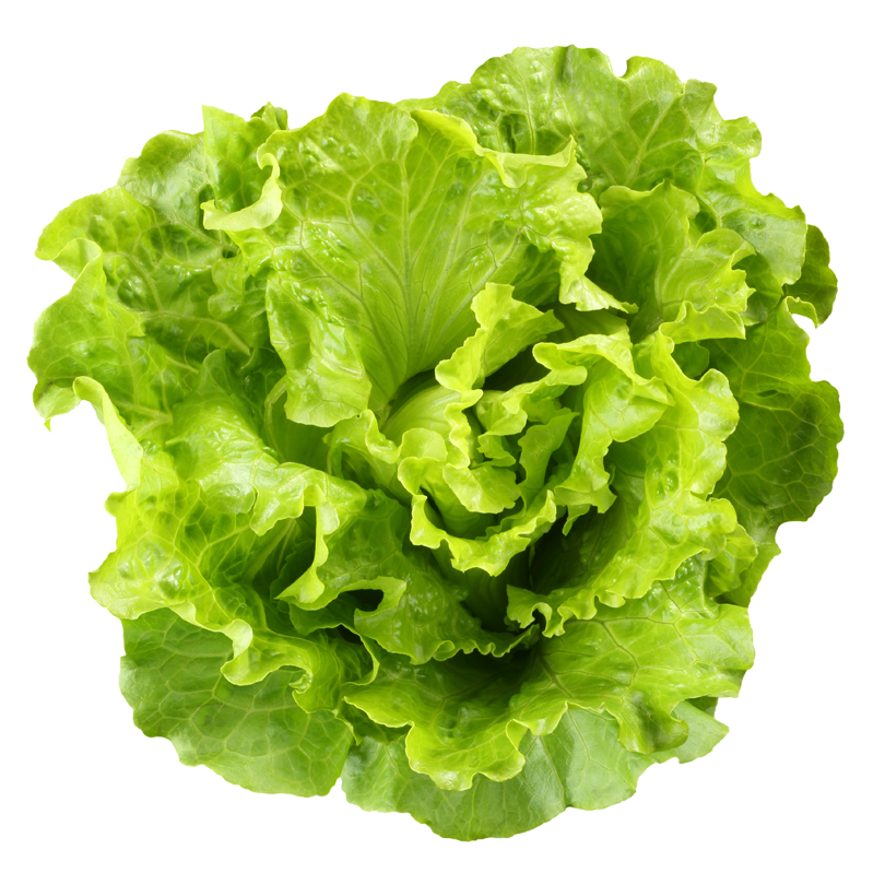 Lettuce Green Butterhead Photos Free Transparent Image HQ Transparent PNG Image