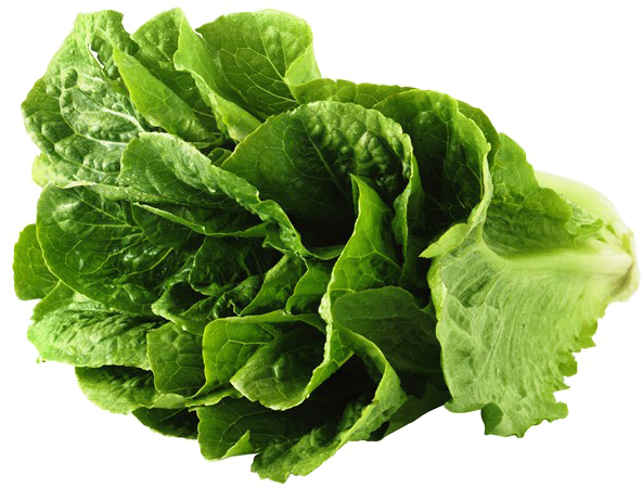 Lettuce Green Butterhead HD Image Free Transparent PNG Image