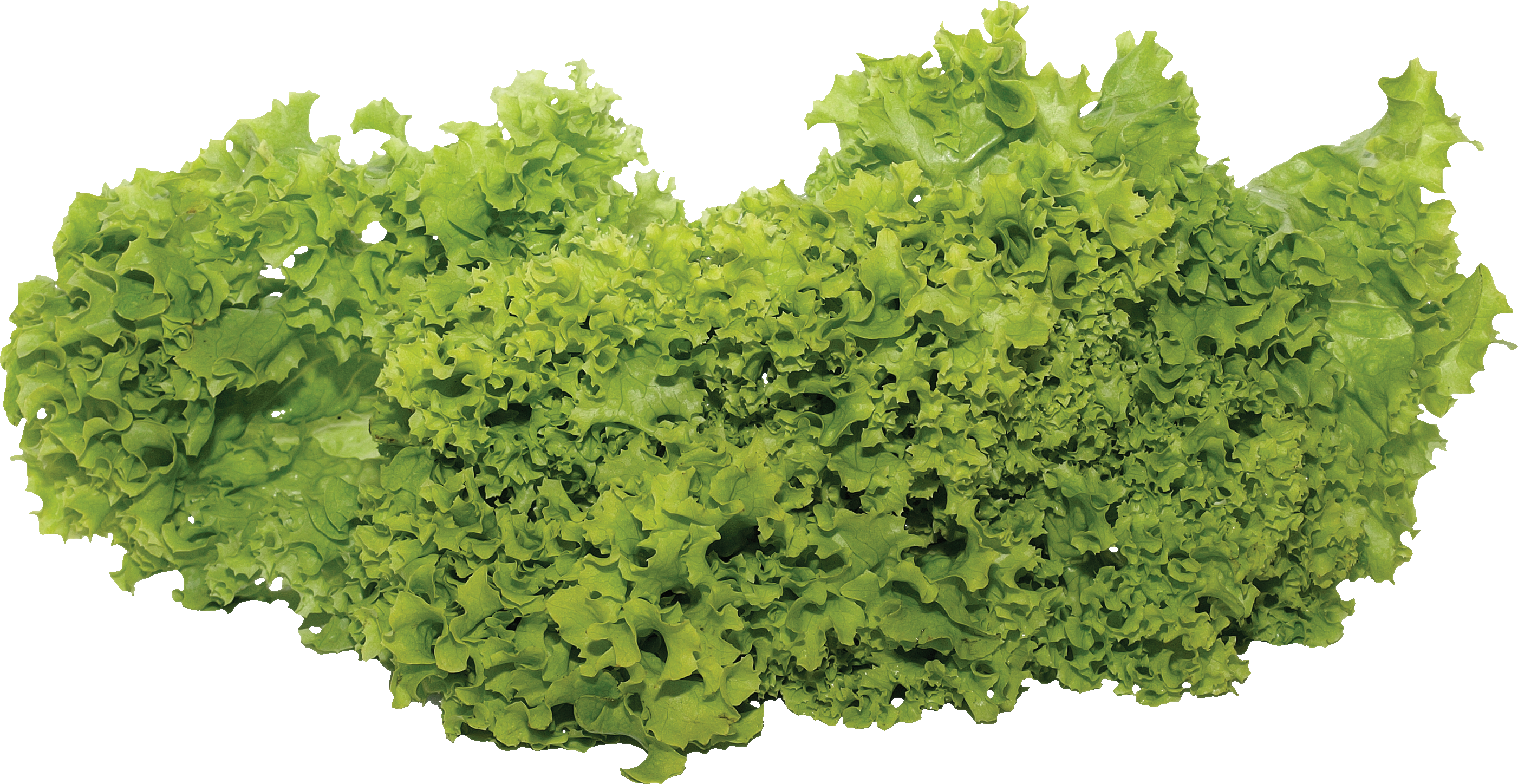 Fresh Green Lettuce PNG File HD Transparent PNG Image