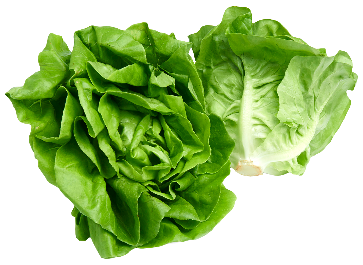 Fresh Green Lettuce Free Transparent Image HQ Transparent PNG Image