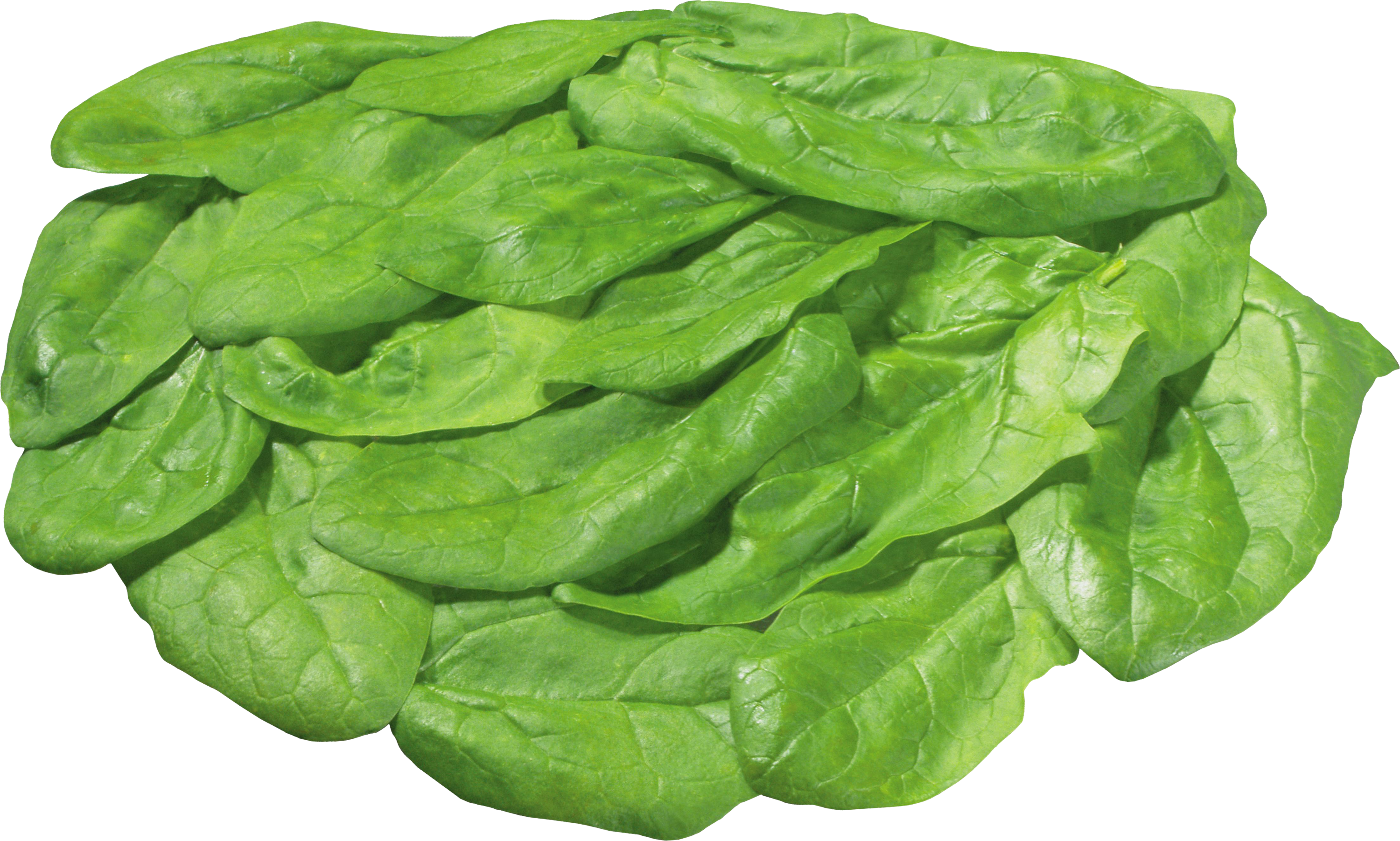 Fresh Green Lettuce PNG Image High Quality Transparent PNG Image