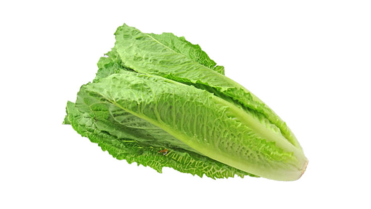 Fresh Green Photos Lettuce Free Download PNG HQ Transparent PNG Image