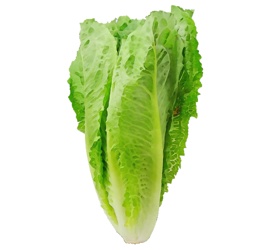 Fresh Green Lettuce Free Transparent Image HD Transparent PNG Image