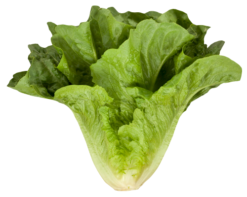 Fresh Green Lettuce Free HD Image Transparent PNG Image