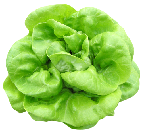 Lettuce Green Download Free Image Transparent PNG Image