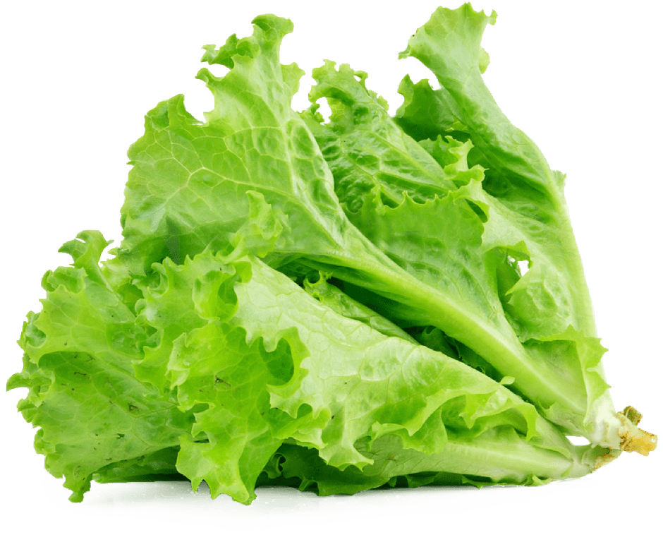 Lettuce Green Free Clipart HQ Transparent PNG Image