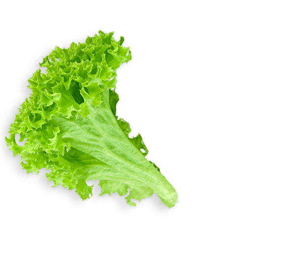 Lettuce Green Free Clipart HD Transparent PNG Image