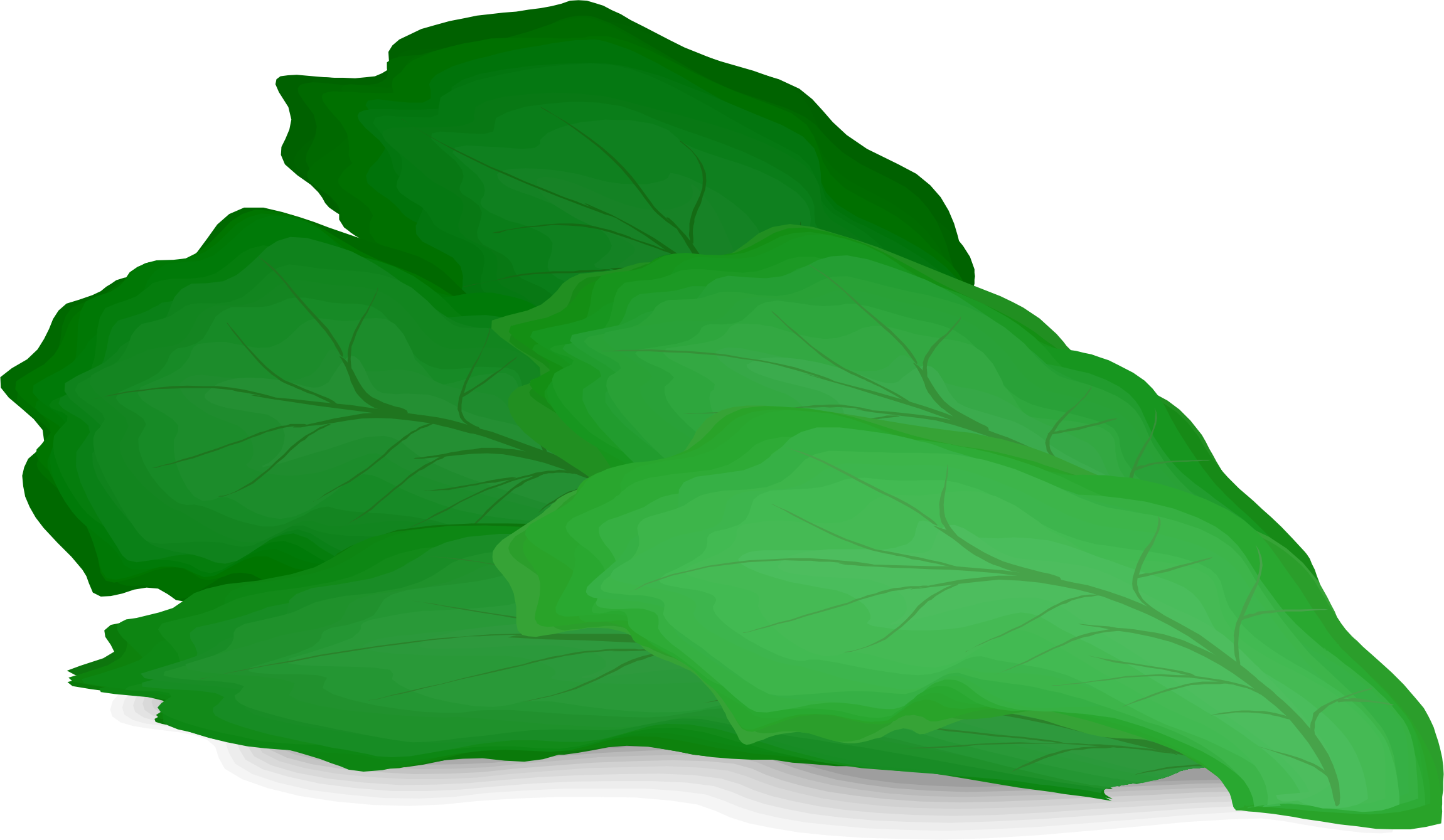 Lettuce Vector Green PNG Free Photo Transparent PNG Image