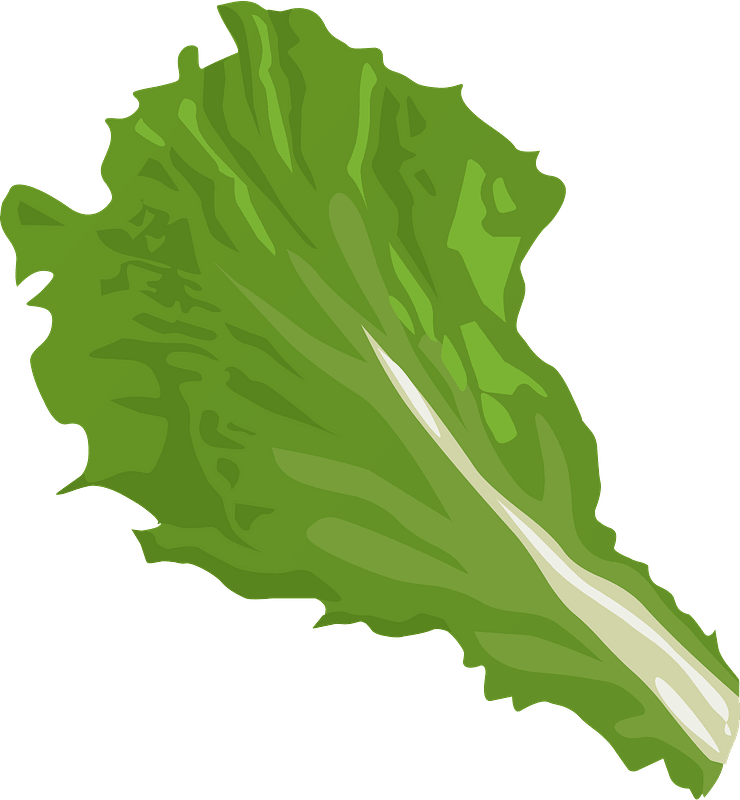 Lettuce Vector Green Photos Free HQ Image Transparent PNG Image