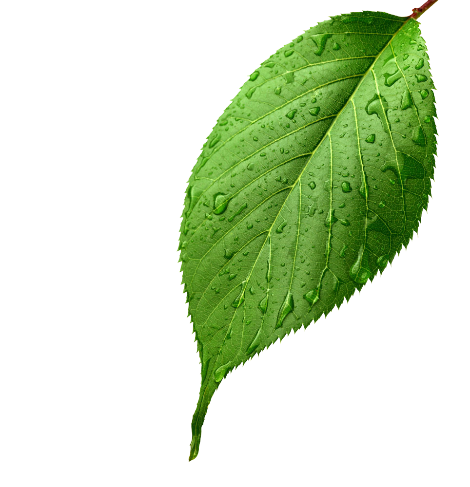 Leaf Apple Light Leaves Drop Dew Green Transparent PNG Image