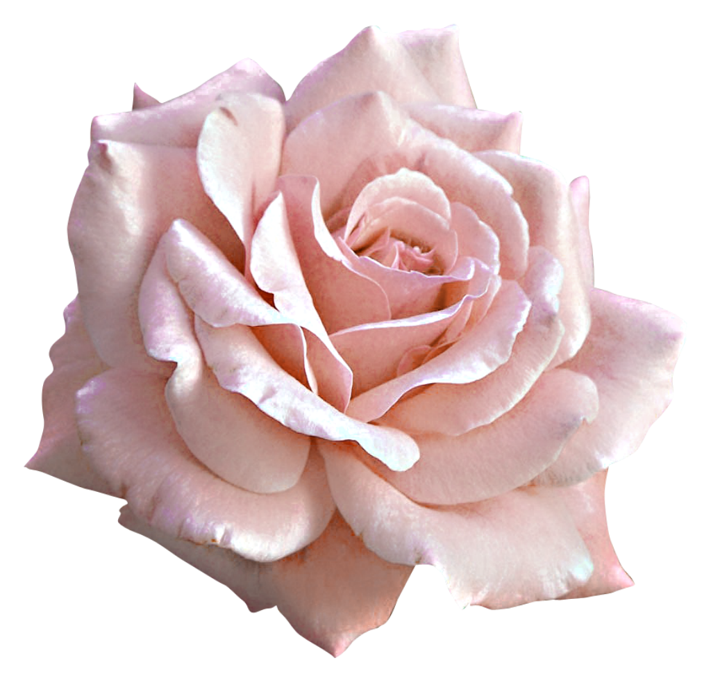 Pink Rose Large Flower Light Free Clipart HD Transparent PNG Image