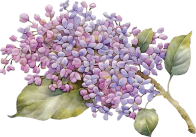 Lilac Photo Transparent PNG Image