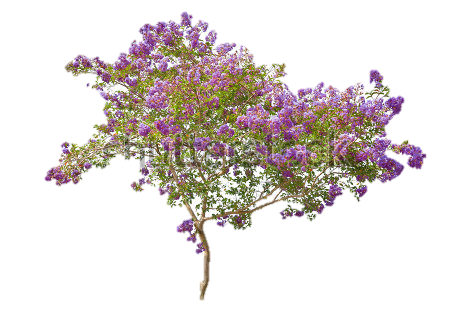 Lilac Free Download Transparent PNG Image