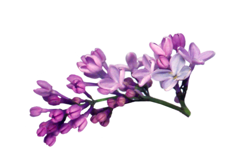 Lilac File Transparent PNG Image