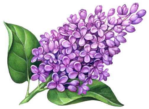 Lilac Transparent PNG Image