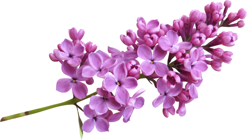 Lilac Image Transparent PNG Image