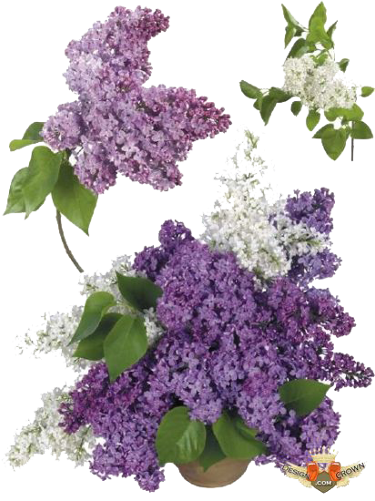 Lilac Transparent Image Transparent PNG Image