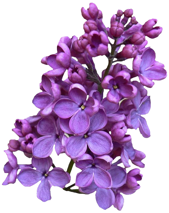 Lilac Clipart Transparent PNG Image