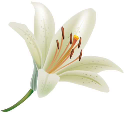 Lily Clipart Transparent PNG Image