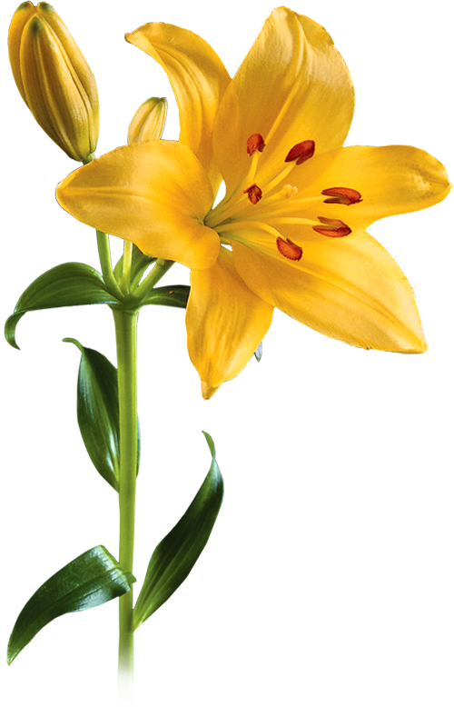 Lily Picture Transparent PNG Image